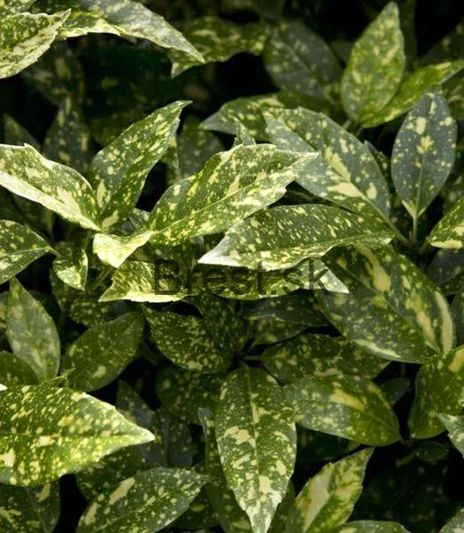 Aucuba japonica 'Crotonifolia' 